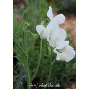 rteblomster. White ensign. Lathyrus odoratus. Fr.