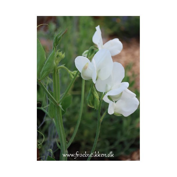 rteblomster. White ensign. Lathyrus odoratus. Fr.
