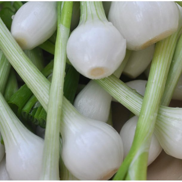 Forrslg. White Lisbon. Allium cepa var cepa. kologisk. Fr.