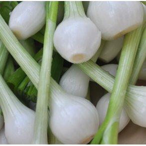 Forrslg. White Lisbon. Allium cepa var cepa. Fr.