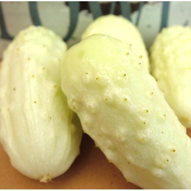Agurk. White wonder. Cucumis sativus. Fr.