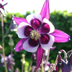 Akelejer fr�. William Guinness. Aquilegia vulgaris. Ca. 530 Fr�.
