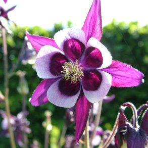 Akelejer fr�. William Guinness. Aquilegia vulgaris. Ca. 530 Fr�.