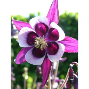 Akelejer. William Guinness. Aquilegia vulgaris. Fr.