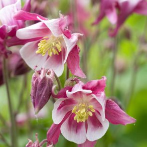 Akelejer fr�. Winky red and white. Aquilegia x hybrida. Ca. 15 Fr�.