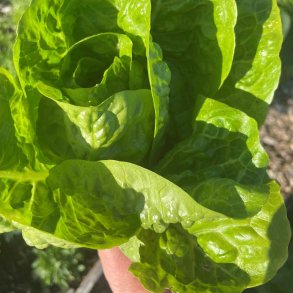 Salat fr�. Little Gem Pinilla. Lactuca sativa. Ca. 50 Fr�.
