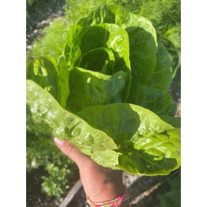 Salat Winter Gem Pinilla. Lactuca sativa. Fr.