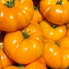 Tomat. Brandywine Yellow. Solanum lycopersicum. Fr.