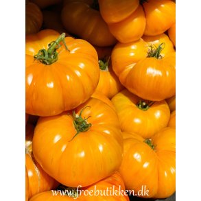 Tomat. Brandywine Yellow. Solanum lycopersicum. Fr.