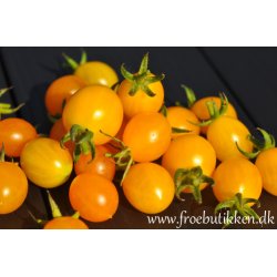 Tomat. Yellow clementine. Solanum lycopersicum. kologisk Fr