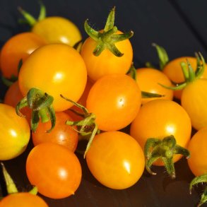 Tomat fr�. Yellow clementine. Solanum lycopersicum. Ca. 45 �kologiske fr�