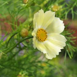 Stolt kavaler fr�. Yellow. Cosmos bipinnatus. Ca. 250 Fr�