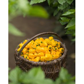 Chili. Habanero yellow. Capsicum chinense. Fr.