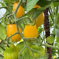 Tomat fr�. Yellow pearshaped. Solanum lycopersicum. Ca. 12 Fr�