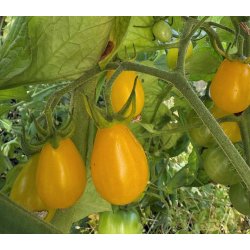 Tomat. Yellow pearshaped. Solanum lycopersicum. Fr