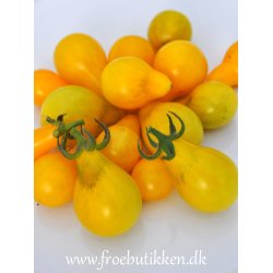 Tomat. Yellow pearshaped. Solanum lycopersicum. Fr
