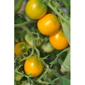 Tomat. Yellow perfection. Solanum lycopersicum. Fr