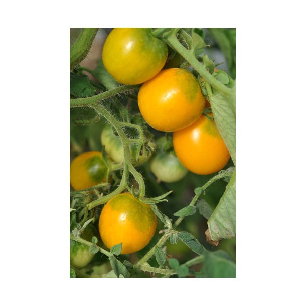 Tomat. Yellow perfection. Solanum lycopersicum. Fr