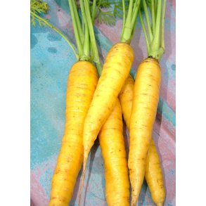Gulerod. Yellowstone. Daucus carota var. sativus. F1. kologisk fr