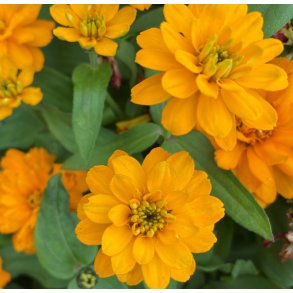 Frkenhat. Zahara Double bright orange. Zinnia marylandica. Fr