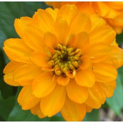 Frkenhat. Zahara Double bright orange. Zinnia marylandica. Fr