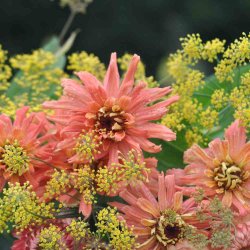 Fr�kenhat fr�. Cactus giant senorita. Zinnia elegans. Ca. 200 Fr�