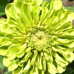 Fr�kenhat fr�. Envy.  Zinnia elegans. XL pose. Ca. 3700 Fr�.