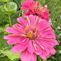 Fr�kenhat fr�. Dahlia flowered. Miss Willmott. Zinnia elegans. Ca. 180 fr�