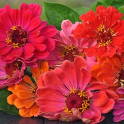 Fr�kenhat fr�. State fair mix. Zinnia elegans. Ca. 200 Fr�