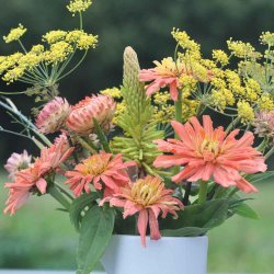 Fr�kenhat fr�. Cactus giant senorita. Zinnia elegans. Ca. 200 Fr�