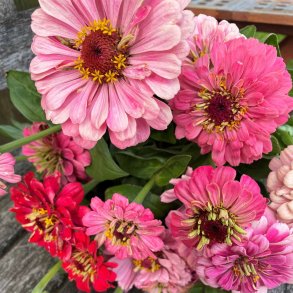 Fr�kenhat fr�. Exquisite.  Zinnia elegans. XL pose. Ca. 2900 Fr�