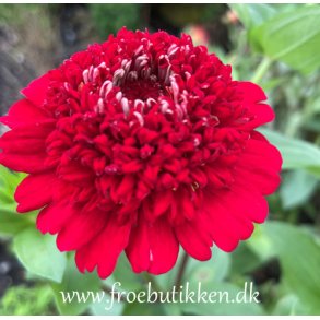 Frkenhat. Zinnia elegans. Meteor. Fr