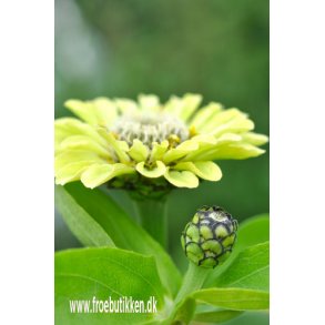 Frkenhat. Envy. Zinnia elegans. Fr.