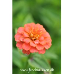 Frkenhat. Zinnia elegans. Lilliput Salmon gem. Fr