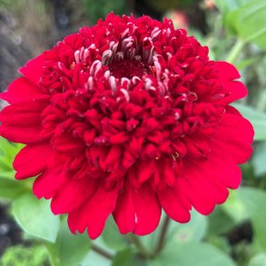 Fr�kenhat fr�. Zinnia elegans. Meteor. Ca. 180 Fr�