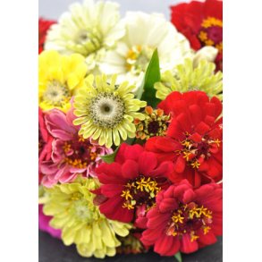 Frkenhat. Dahlia flowered Mix. Zinnia elegans.  Fr.