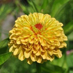 Fr�kenhat fr�. Queen lemon peach.  Zinnia elegans. Ca. 25 Fr�