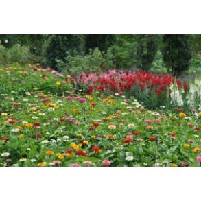Blomsterfrø