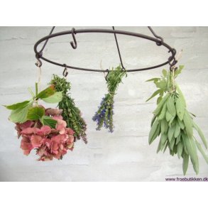 Frø til tørrede blomster